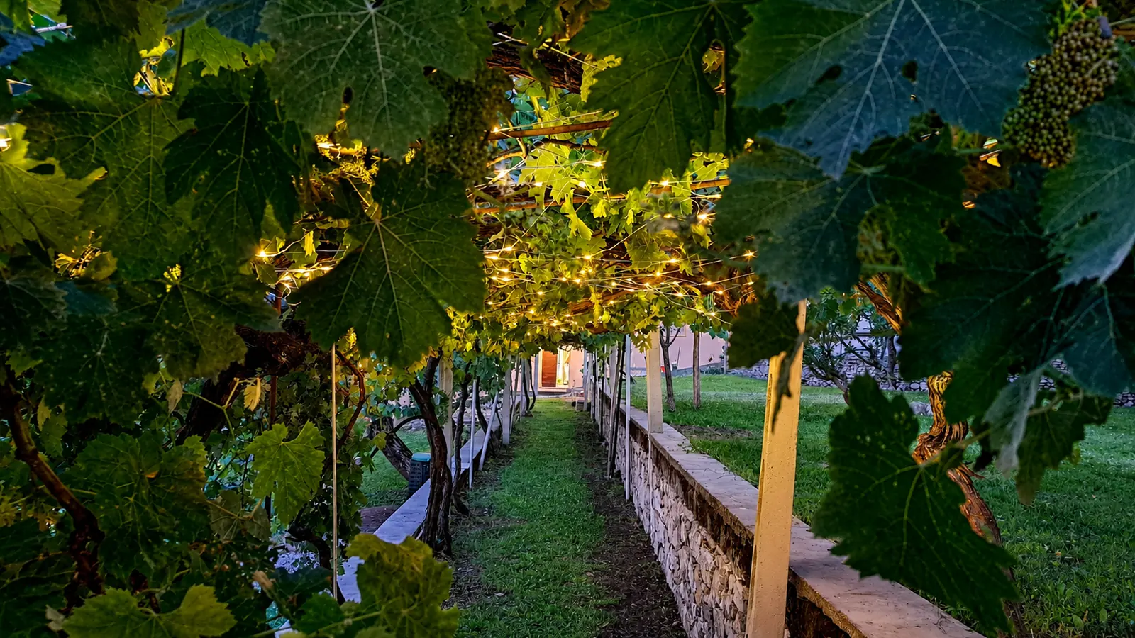 Pergolato d'uva illuminato nel giardino di Domus Narnia